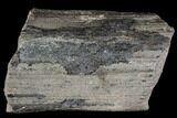 Pennsylvanian Fossil Calamites (Horsetail) - Alabama #112777-1